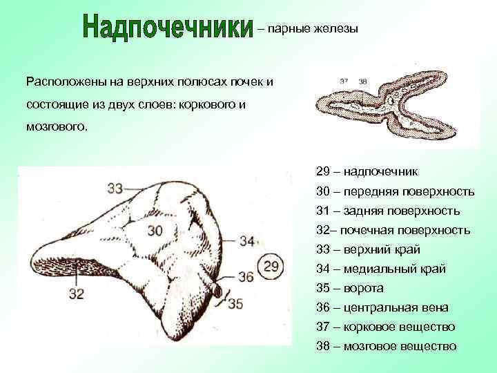 – парные железы Расположены на верхних полюсах почек и состоящие из двух слоев: коркового