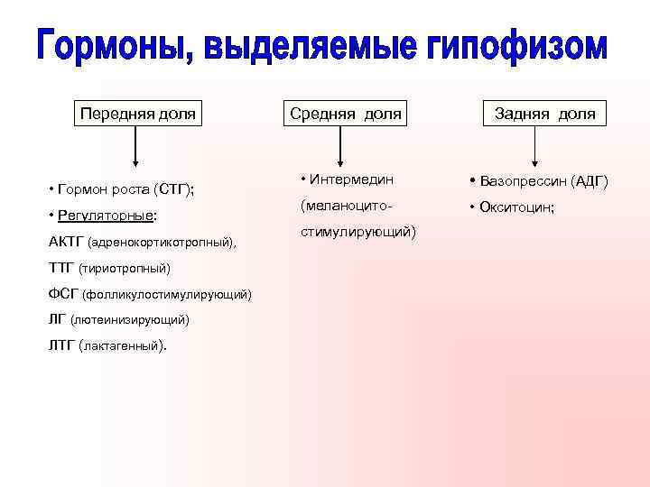 Передняя доля • Гормон роста (СТГ); • Регуляторные: АКТГ (адренокортикотропный), ТТГ (тириотропный) ФСГ (фолликулостимулирующий)