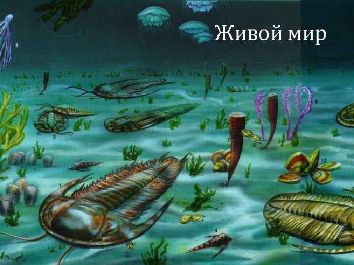 Живой мир 