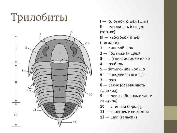 Трилобиты I — головной отдел (щит) II — туловищный отдел (торакс) III — хвостовой