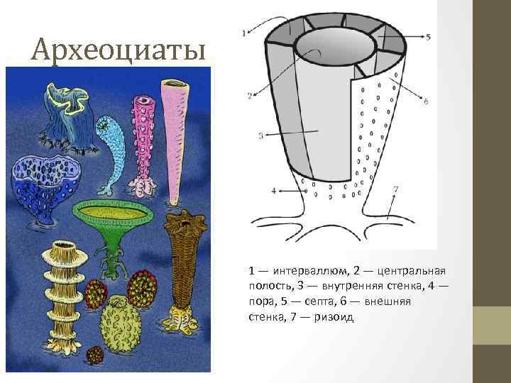 Археоциаты 1 — интерваллюм, 2 — центральная полость, 3 — внутренняя стенка, 4 —