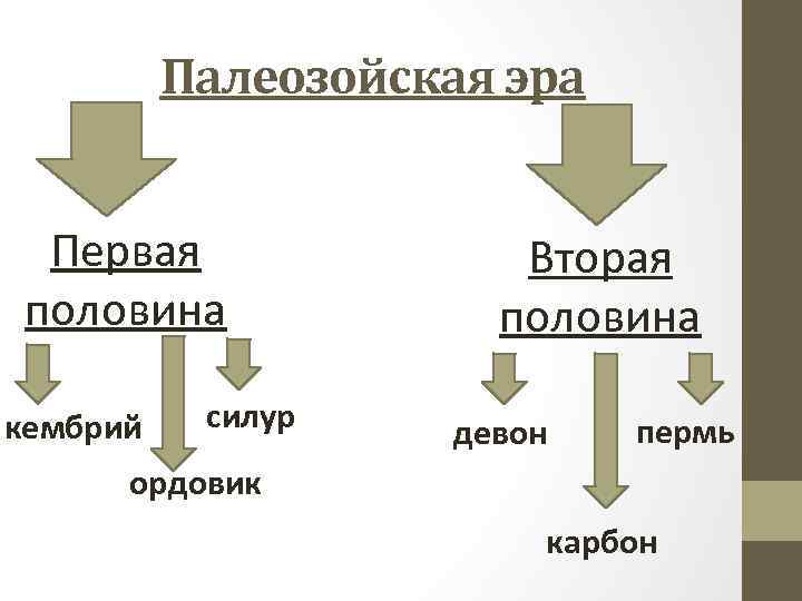 Палеозойская эра Первая половина кембрий силур Вторая половина девон пермь ордовик карбон 