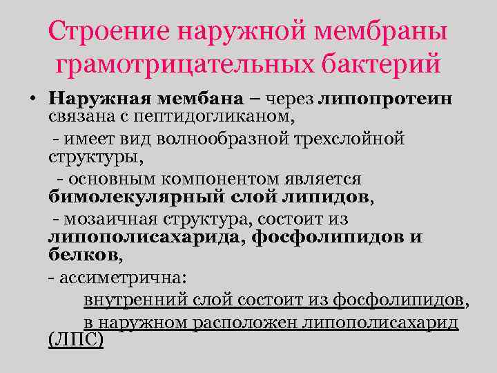 Строение наружной мембраны грамотрицательных бактерий • Наружная мембана – через липопротеин связана с пептидогликаном,