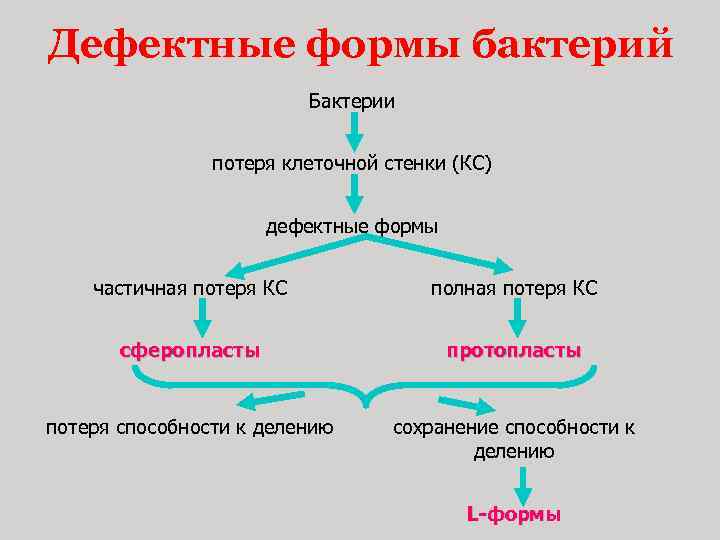 Дефектные формы бактерий Бактерии потеря клеточной стенки (КС) дефектные формы частичная потеря КС полная