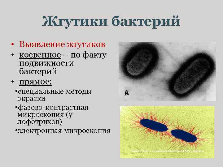 Жгутики бактерий • Выявление жгутиков • косвенное – по факту подвижности бактерий • прямое: