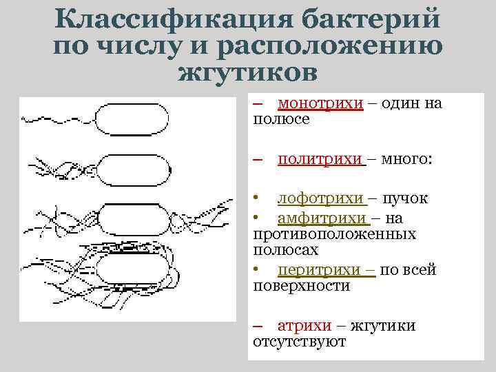 Классификация бактерий по числу и расположению жгутиков – монотрихи – один на полюсе –