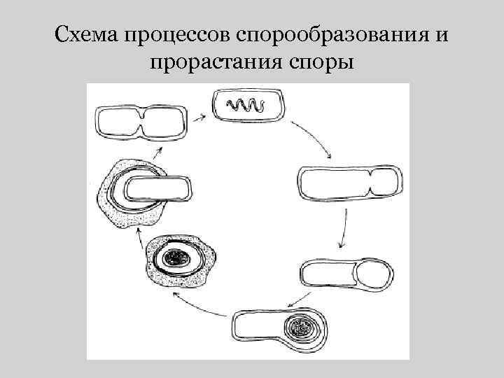 Схема процессов спорообразования и прорастания споры 