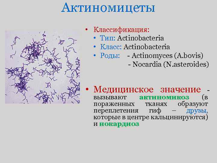 Актиномицеты • Классификация: • Тип: Actinobacteria • Класс: Actinobacteria • Роды: - Actinomyces (A.