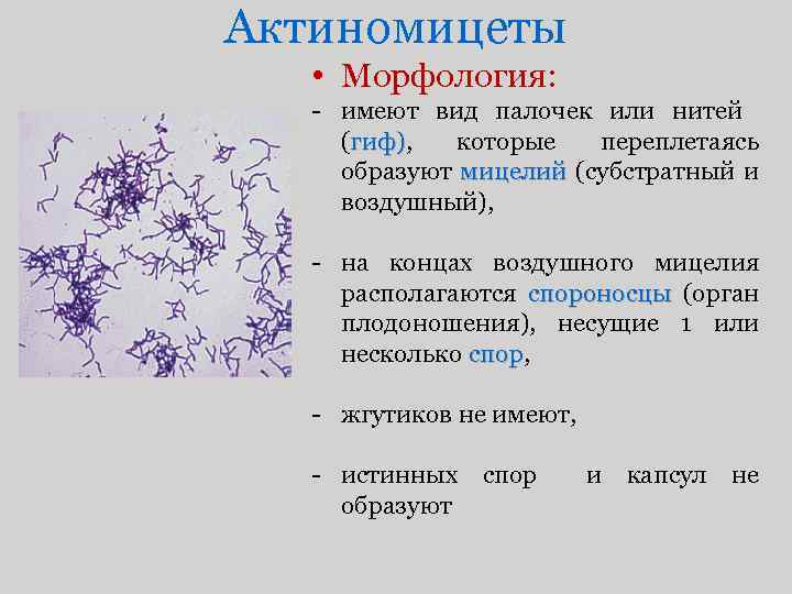 Актиномицеты • Морфология: - имеют вид палочек или нитей (гиф), которые переплетаясь гиф) образуют