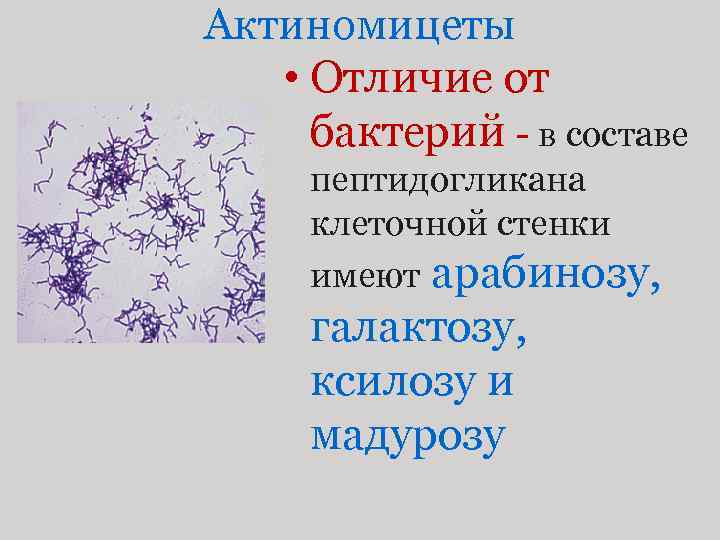 Актиномицеты • Отличие от бактерий - в составе пептидогликана клеточной стенки имеют арабинозу, галактозу,