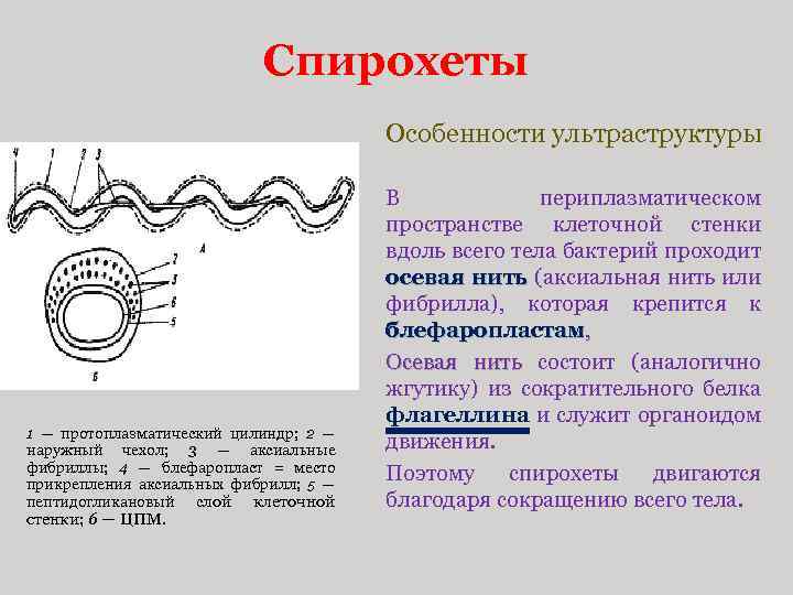 Спирохеты Особенности ультраструктуры 1 — протоплазматический цилиндр; 2 — наружный чехол; 3 — аксиальные