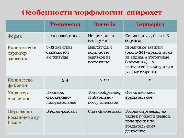 Особенности морфологии спирохет Treponema Borrelia Leptospira Форма штопорообразная Неправильно изогнутая Сигмовидная, С- или Zобразная
