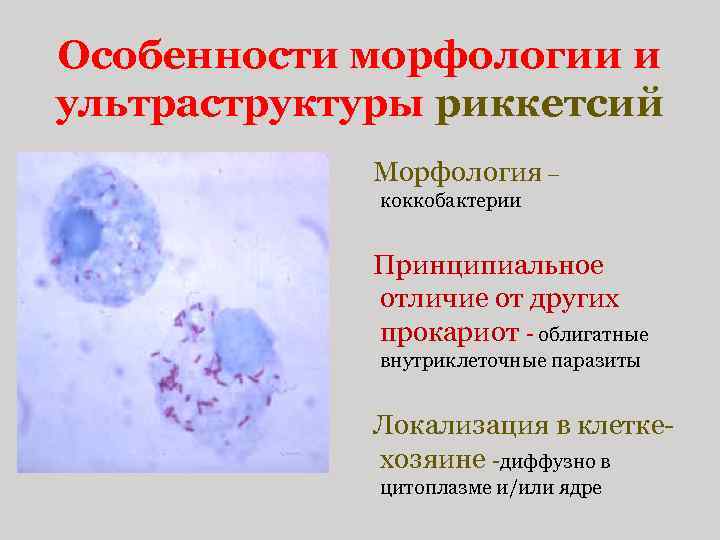Особенности морфологии и ультраструктуры риккетсий Морфология – коккобактерии Принципиальное отличие от других прокариот -