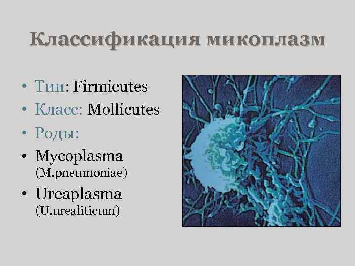 Классификация микоплазм • • Тип: Firmicutes Класс: Mollicutes Роды: Mycoplasma (M. pneumoniae) • Ureaplasma