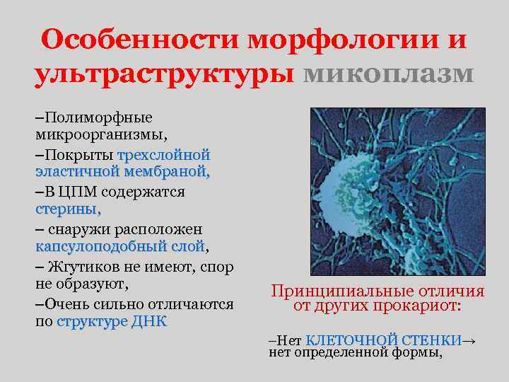 Особенности морфологии и ультраструктуры микоплазм –Полиморфные микроорганизмы, –Покрыты трехслойной эластичной мембраной, –В ЦПМ содержатся