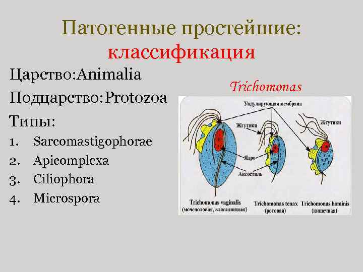 Патогенные простейшие: классификация Царство: Animalia Подцарство: Protozoa Типы: 1. 2. 3. 4. Sarcomastigophoraе Apicomplexa