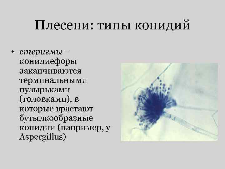 Плесени: типы конидий • стеригмы – конидиефоры заканчиваются терминальными пузырьками (головками), в которые врастают