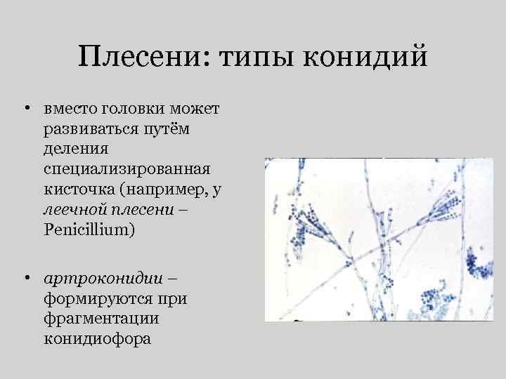 Плесени: типы конидий • вместо головки может развиваться путём деления специализированная кисточка (например, у