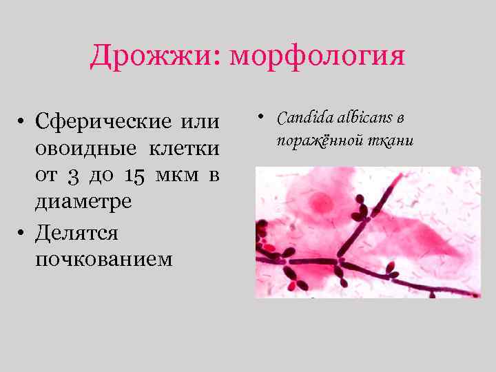 Дрожжи: морфология • Сферические или овоидные клетки от 3 до 15 мкм в диаметре