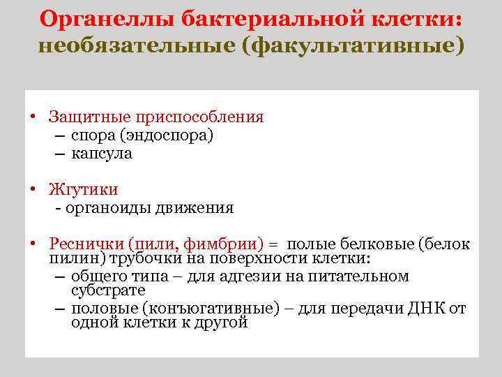 Органеллы бактериальной клетки: необязательные (факультативные) • Защитные приспособления – спора (эндоспора) – капсула •