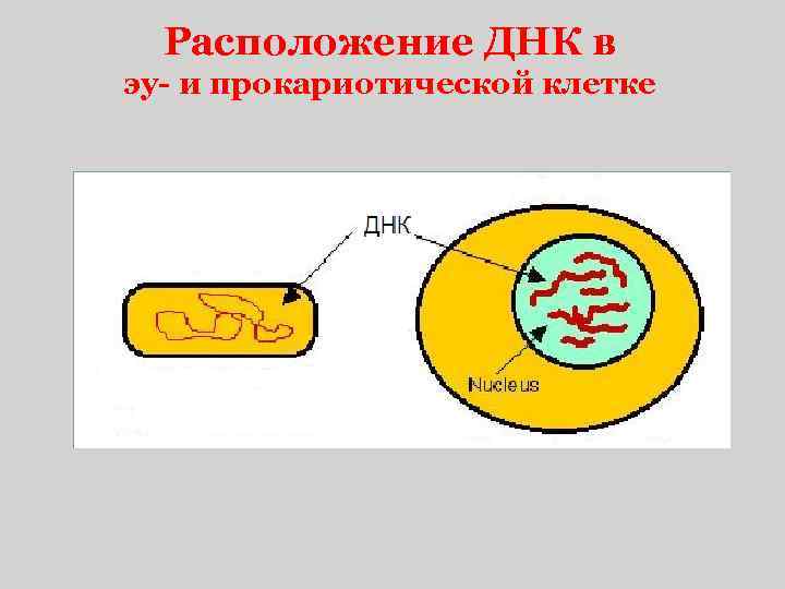 Расположение ДНК в эу- и прокариотической клетке 