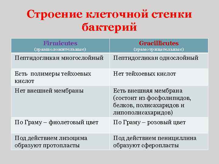 Строение клеточной стенки бактерий Firmicutes Gracillicutes (грамположительные) (грамотрицательные) Пептидогликан многослойный Пептидогликан однослойный Есть полимеры