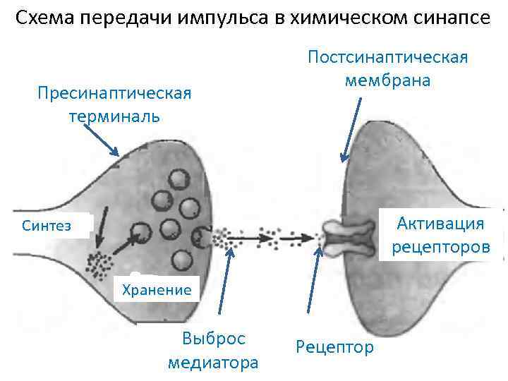 Синапс постсинаптическая мембрана