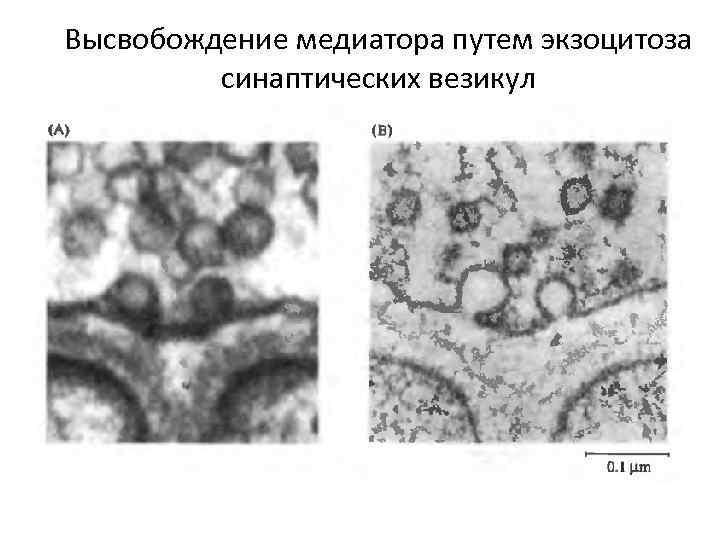 Высвобождение медиатора путем экзоцитоза синаптических везикул 