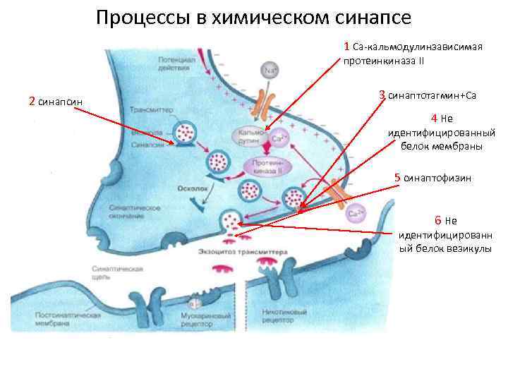 Процессы в химическом синапсе 1 Са-кальмодулинзависимая протеинкиназа II 2 синапсин 3 синаптотагмин+Са 4 Не