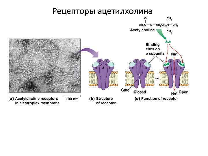 Рецепторы ацетилхолина 