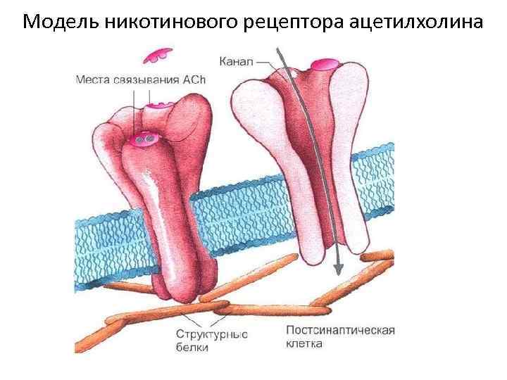 Модель никотинового рецептора ацетилхолина 