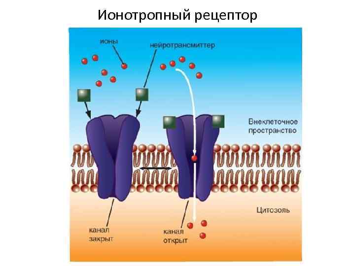 Ионотропный рецептор 