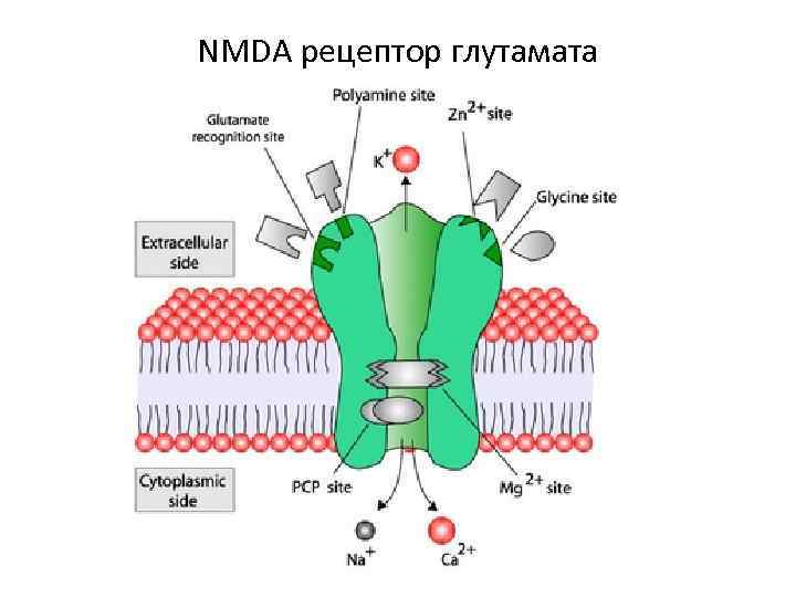 NMDA рецептор глутамата 