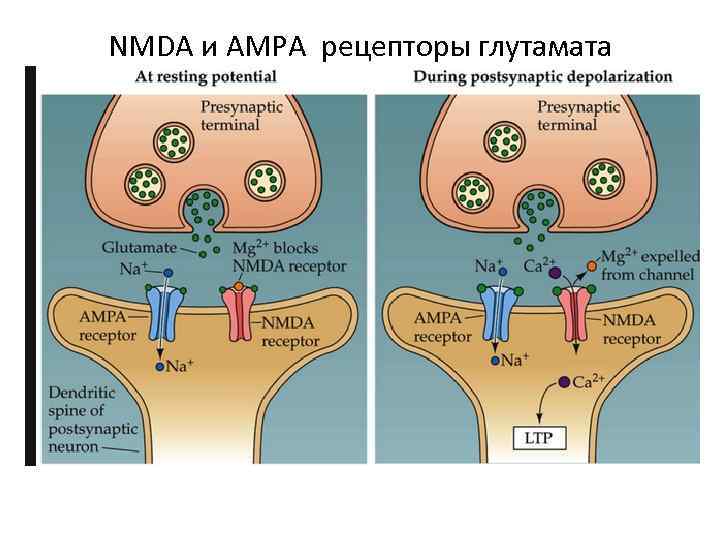 NMDA и AMPA рецепторы глутамата 