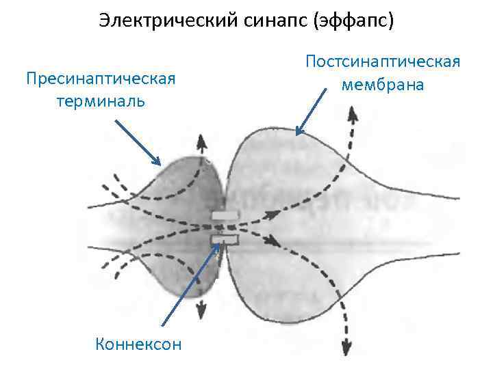 Электрический синапс (эффапс) Пресинаптическая терминаль Коннексон Постсинаптическая мембрана 