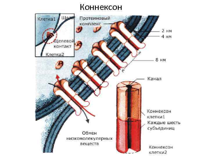 Коннексон 