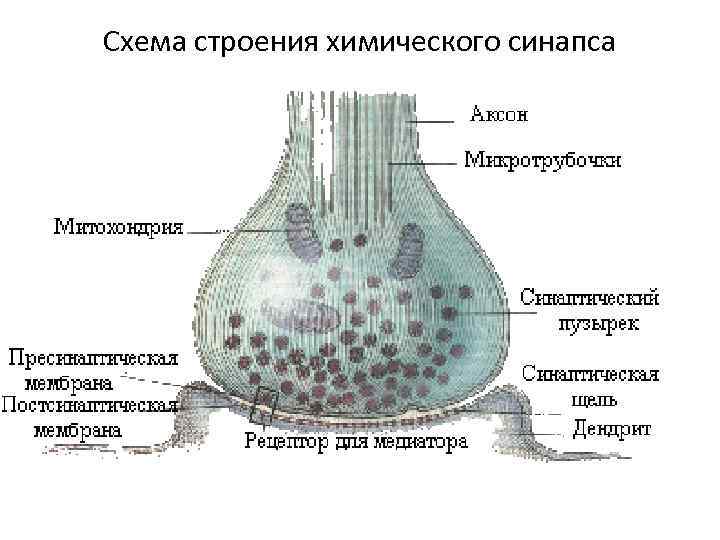 Схема строения химического синапса 