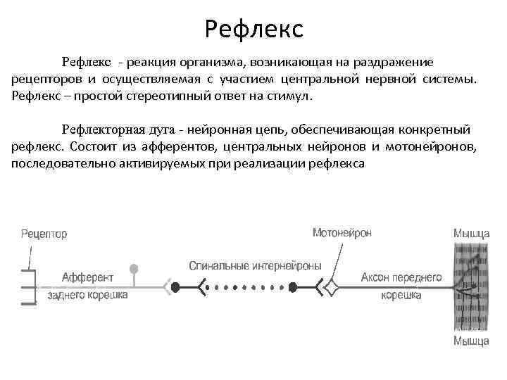 Рефлекс - реакция организма, возникающая на раздражение рецепторов и осуществляемая с участием центральной нервной
