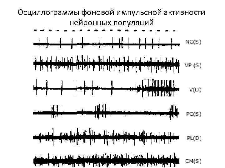 Осциллограммы фоновой импульсной активности нейронных популяций 