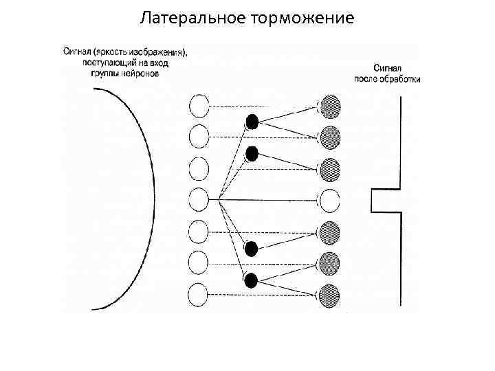 Латеральное торможение 
