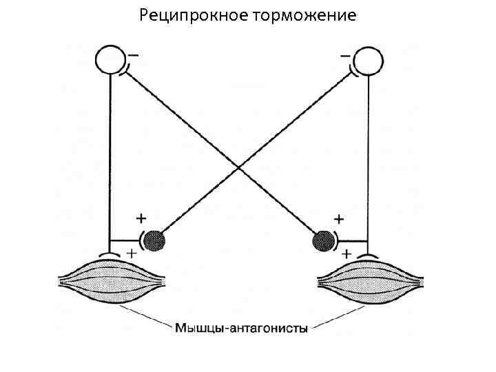 Реципрокное торможение 