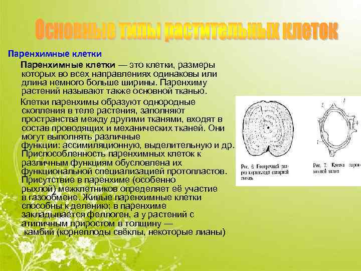 Паренхимные клетки — это клетки, размеры которых во всех направлениях одинаковы или длина немного