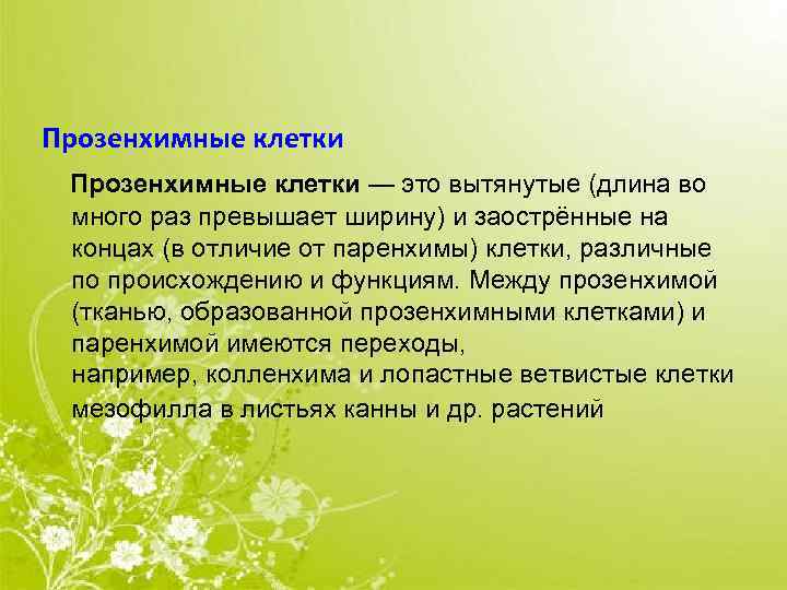 Прозенхимные клетки — это вытянутые (длина во много раз превышает ширину) и заострённые на