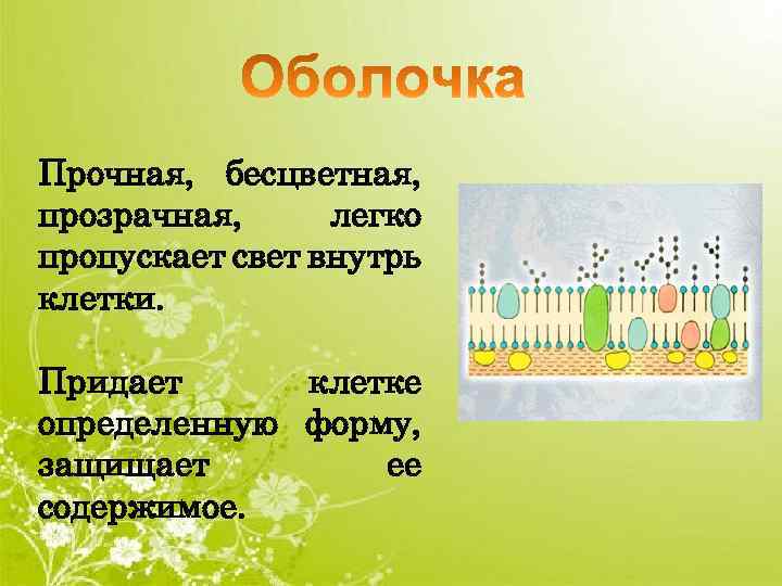 Прочная, бесцветная, прозрачная, легко пропускает свет внутрь клетки. Придает клетке определенную форму, защищает ее