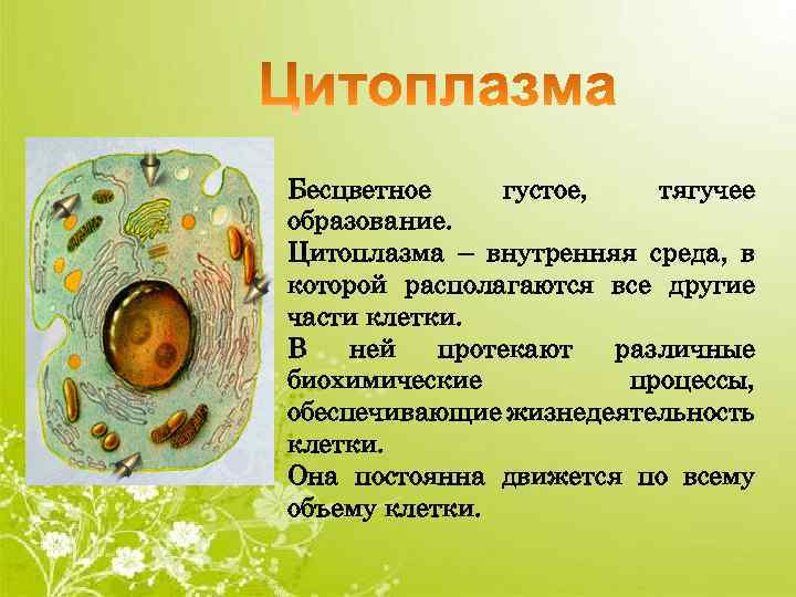 Бесцветное густое, тягучее образование. Цитоплазма – внутренняя среда, в которой располагаются все другие части