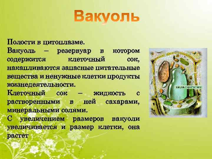 Полости в цитоплазме. Вакуоль – резервуар в котором содержится клеточный сок, накапливаются запасные питательные