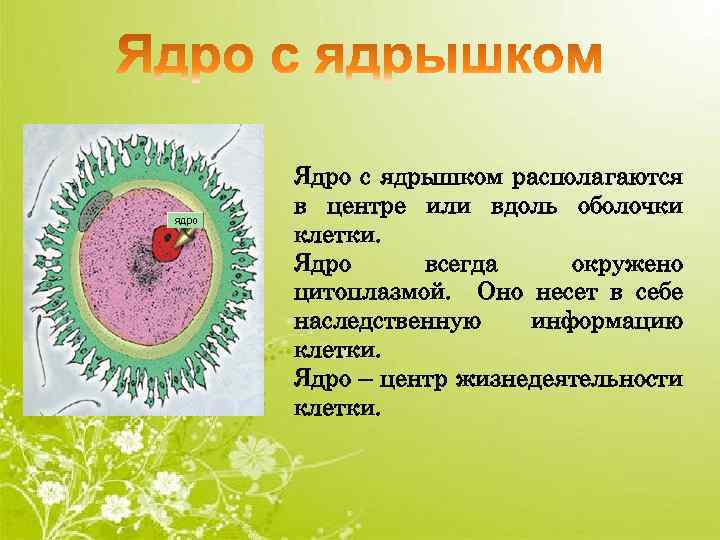 Ядро с ядрышком располагаются в центре или вдоль оболочки клетки. Ядро всегда окружено цитоплазмой.