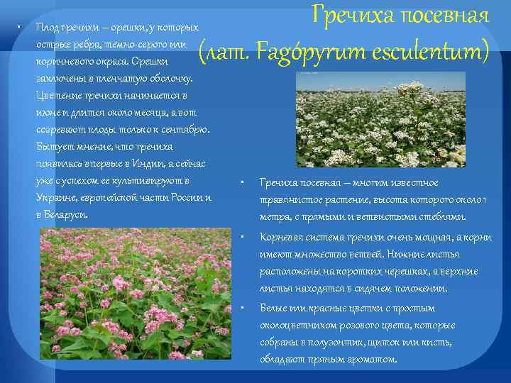  • Гречиха посевная (лат. Fagópyrum esculentum) Плод гречихи – орешки, у которых острые