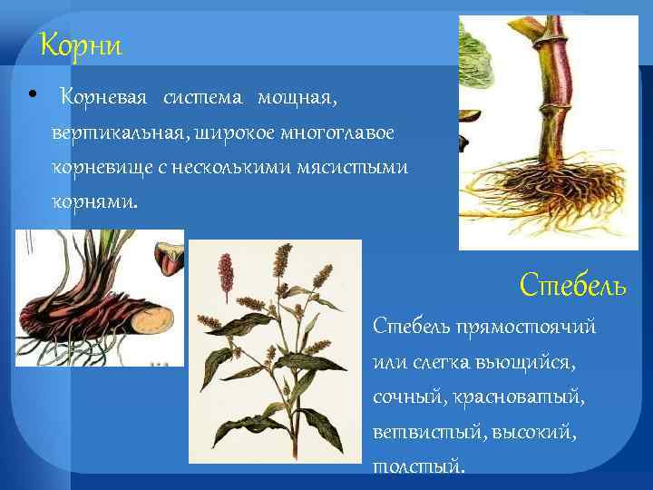 Корневая система щавеля рисунок