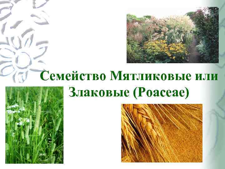 Семейство Мятликовые или Злаковые (Poaceae) 